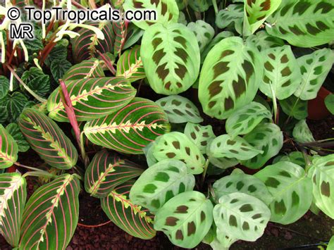 Maranta leuconeura, Prayer Plant - TopTropicals.com