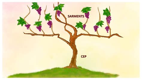 Le Cep Et Les Sarments 30 Mai 2021 YouTube