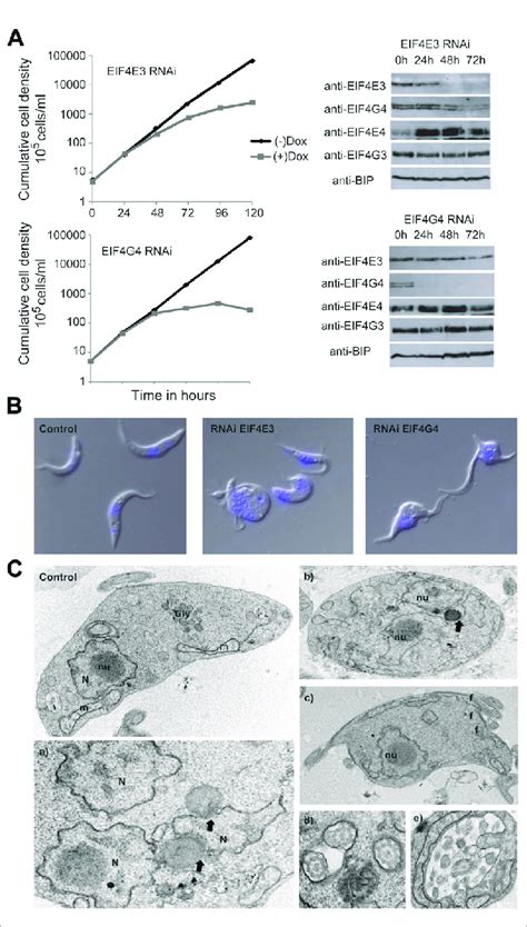 Analysis Of The Eif G Depletion Effects In Cell Morphology A