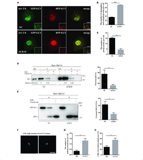 Unsealed Isolation Membranes Accumulate In Ck1δ Depleted Cells And