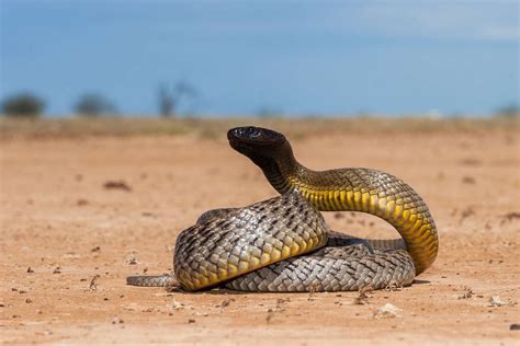 Of The World S Most Venomous Snakes