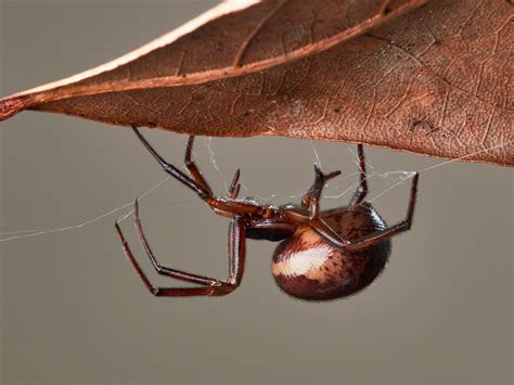 False Black Widow Spider Identification