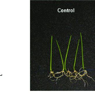 The effect of treatment with 0 4 µM EBR on relative growth rate and