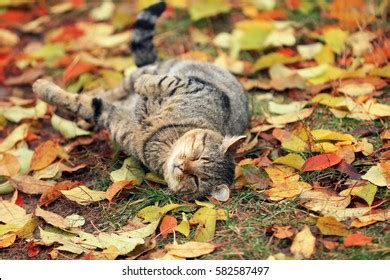 Happy Funny Cat Lying On Back Stock Photo 582587497 | Shutterstock