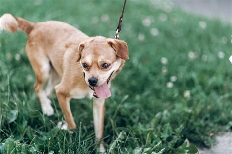 Premium Photo Happy Dog Walking In A Park Grass In The Background