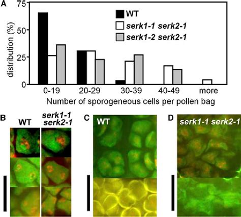 Figure From Arabidopsis Somatic Embryogenesis Receptor Kinases And