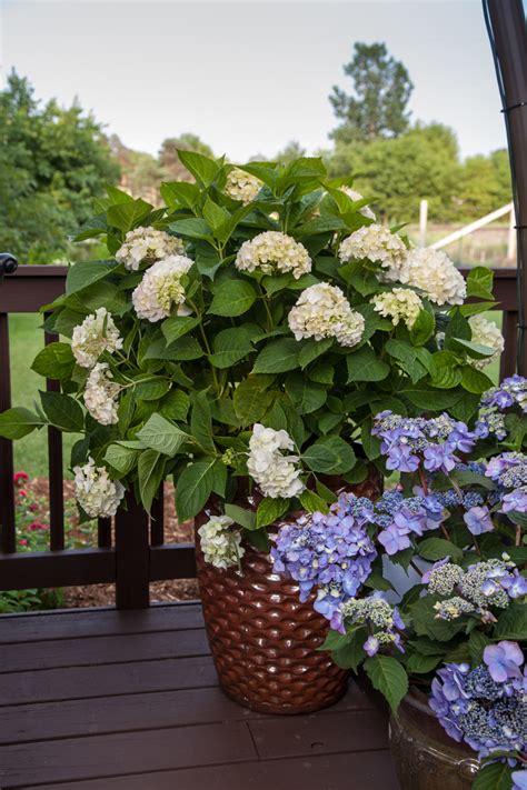 Growing Hydrangeas in Planters | Plant Addicts