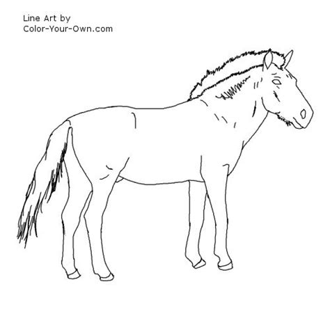 Przewalski Horse Coloring Page