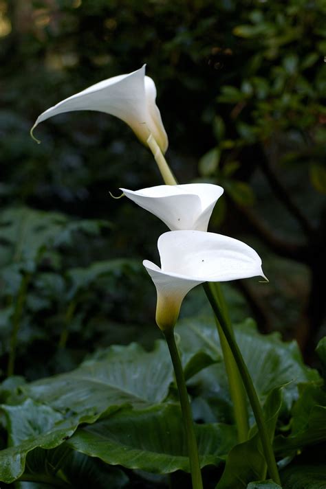 Zantedeschia Aethiopica L Rios Plantas Ervilhas De Cheiro