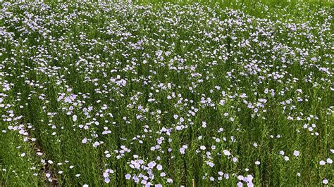 Flax Plant Linen