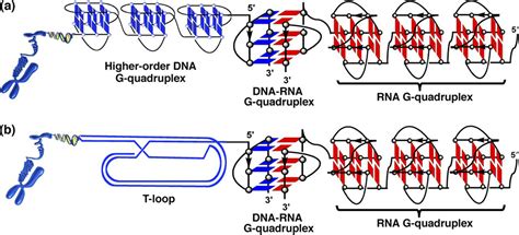 Oligonucleotide Models Of Telomeric Dna And Rna Form A Hybrid G Quadruplex Structure As A