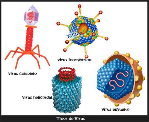 Virus Y Cacaracterísticas Banco De Preguntas De Biología