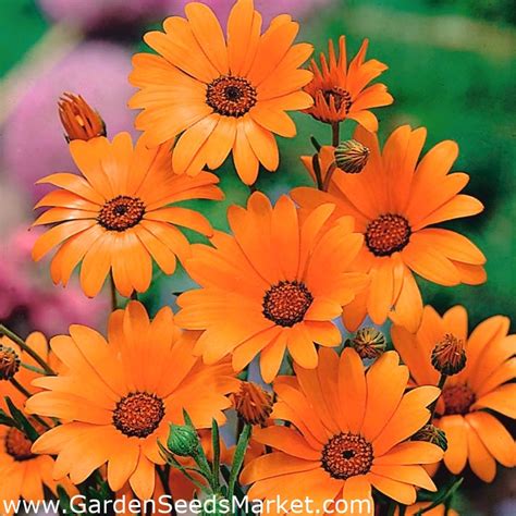 Glandular Cape Marigold Orange Namaqualand Daisy Orange