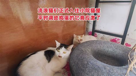 流浪猫们终于住进为它们租的农家小院，别的猫都开心，它却应激了 Youtube