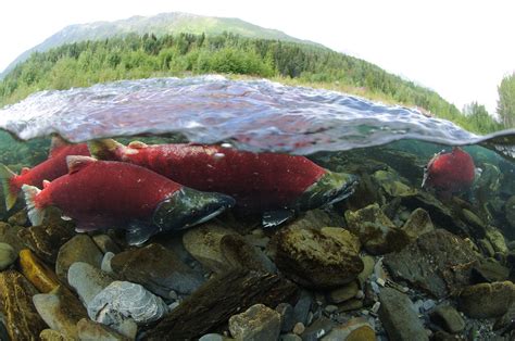 USFWS Sockeye Salmon Sockeye Running Up The Kenai River To Flickr