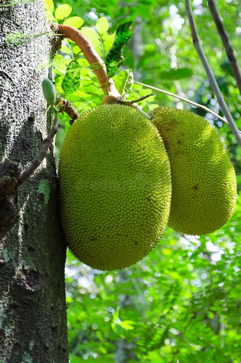 Árboles Del Pan Altilis De Artocarpus Imagen De Archivo Imagen De