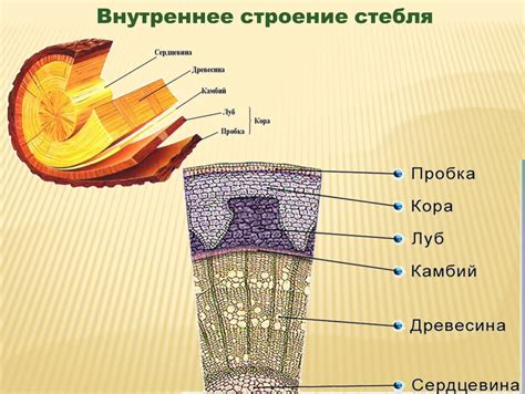 Презентация Стебель его строение 6 класс