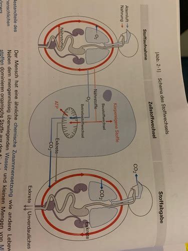 Humanbiologie Karteikarten Quizlet