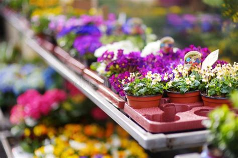 Beautiful Flowers Sold In Outdoor Flower Shop In Small Town In Germany