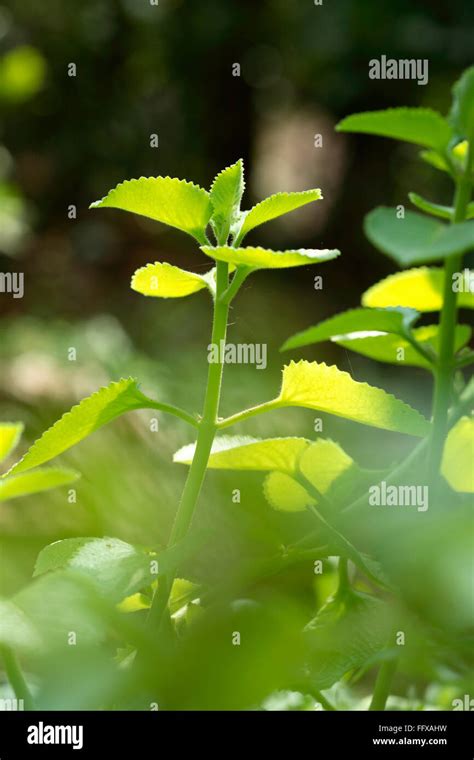 Medicinal Plants Ayurvedic Medicinal Plant Indian Name Pashanbheda