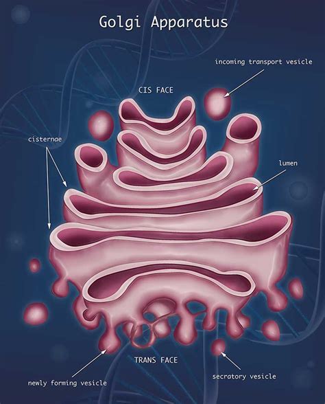 Golgi Complex