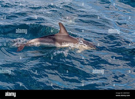 Member of a pod of Common dolphin (Delphinus delphis) swimming next to a yacht in Mounts Bay ...