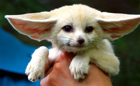 Fennec Fox For Sale In Macoupin County 1 Petzlover