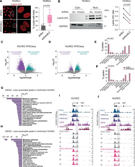 Regulation Of Yap Promotor Accessibility In Endothelial