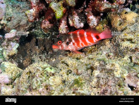 Redbarred Hawkfish Hi Res Stock Photography And Images Alamy