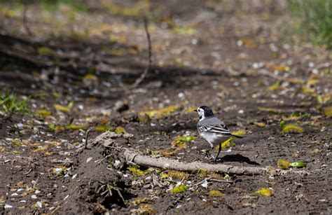 White Wagtail Motacilla Alba Small Popular Passerine Bird From European