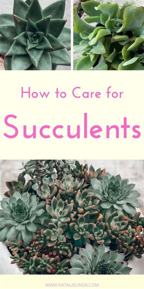 Succulent Care Tips For Beginners The Ultimate Guide Artofit