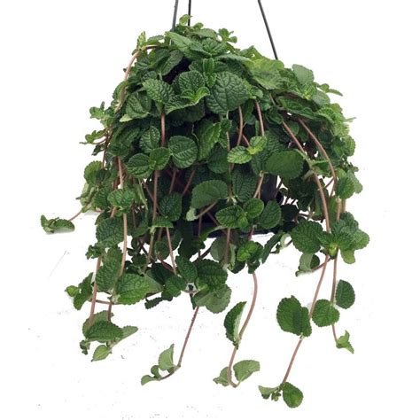 Creeping Charlie Pilea Nummulariifolia 2 Pack 3 Pots Easy House