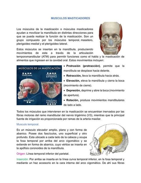MUSCULOS MASTICADORES FLORES GARCIA LUZ ISABEL UDocz