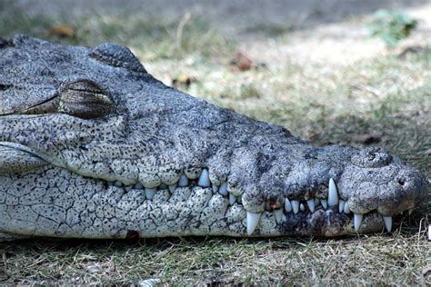 COCODRILO AMERICANO Crocodylus Acutus Ven A Conocerlo