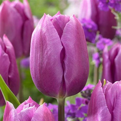 Blue Beauty Tulip Bulbs Buy Online Breck S Bulbs Canada