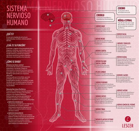 Enfermedades Que Afectan A Sistema Nervioso Central Lescer