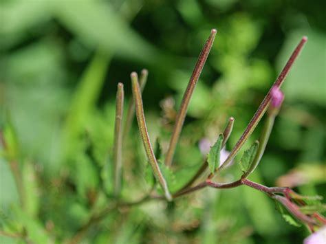 Epilobium montanum Berg Weidenröschen Peter Voigt Flickr