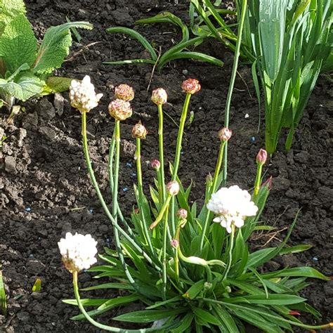 Armeria Maritima Armada White White Sea Thrift Uploaded By Pookster