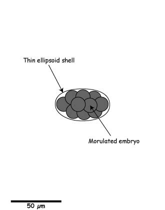 Ancylostoma egg