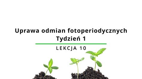 Tydzień 1 KIEŁKOWANIE Uprawa konopi fotoperiodycznych Lekcja 10