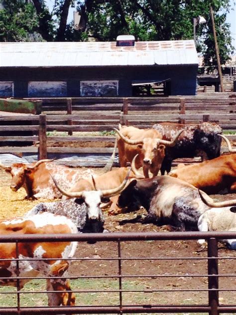 Stockyard Cafe Amarillo Tx