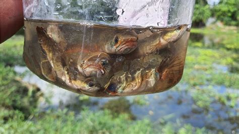 Bottle Fish Trap Man Catch Fish Using Primitive Plastic Bottle Fish