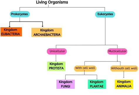 Explained Classification Of Plant Kingdom Plantae Characteristics Monocots Dicots