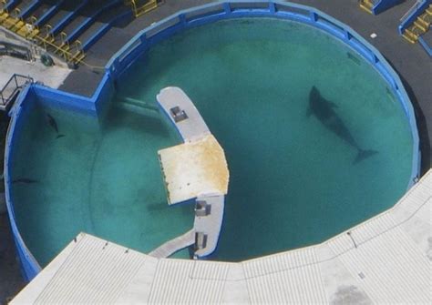 Lolita Is A Foot Long Orca Whom Lives In Miami Seaquarium The Tank