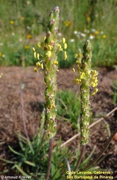 Plantago Crassifolia Flores De Los Caminos A Santiago