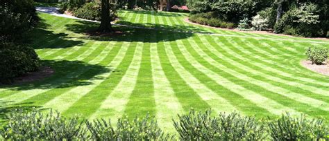 Zeon Zoysia Vs Emerald Zoysia