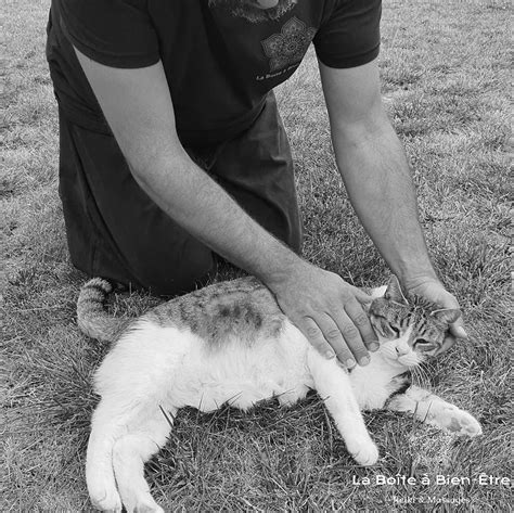 Reiki Animaux de compagnie La Boite à Bien Être Saint Nicolas de la