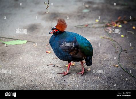 Roul-Roul, The crested partridge Stock Photo - Alamy