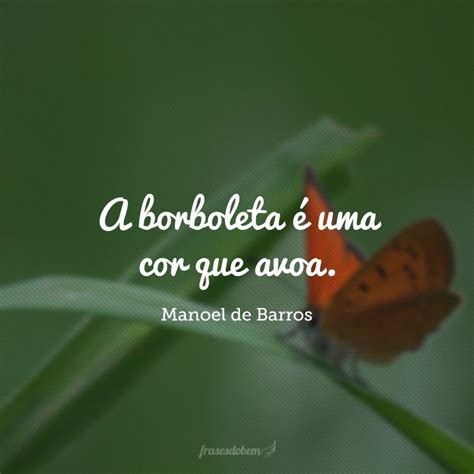 Frases De Borboletas Para Motivar Suas Metamorfoses Artofit