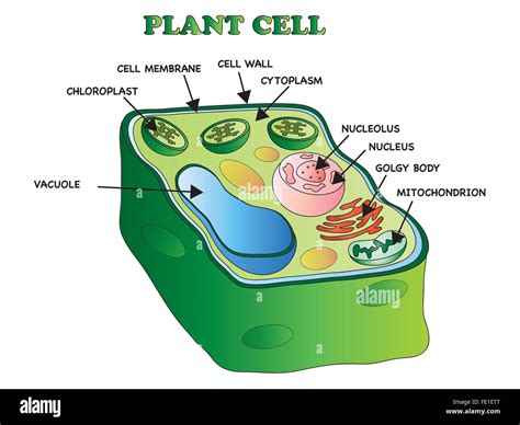 Illustration d une cellule végétale Photo Stock Alamy